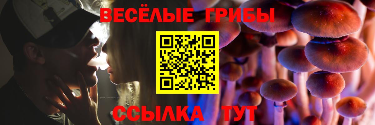 Псилоцибиновые грибы Psilocybe Горно-Алтайск